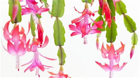 As long as nighttime temperatures are above 70 degrees fahrenheit, a christmas cactus won't form flower buds. How to Grow a Christmas Cactus | Miracle-Gro