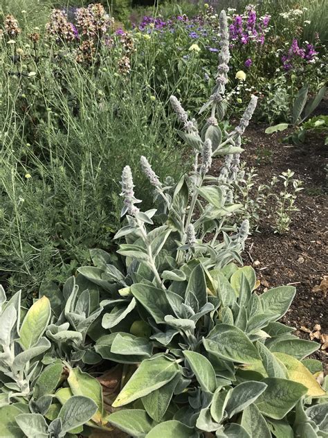 Stachys Byzantina Big Ears The Beth Chatto Gardens