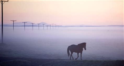 De ijslander of het ijslandse paard is een paardenras uit ijsland, waar deze gangenpaarden al meer dan duizend jaar zonder invloed van buitenaf worden gefokt. IJslands paard (IJslanders).