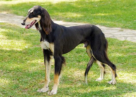 Saluki Dog Breed Profile Your Dog