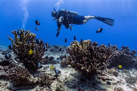 Some of the essential skills you learn include: Scuba Diving in Oahu, Hawaii Like A VIP
