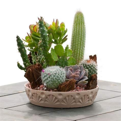 Así habremos creado un centro de mesa con plantas crasas. Decoración con cactus para el interior y el exterior de casa