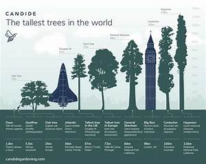 How Is The Tallest Tree In The World