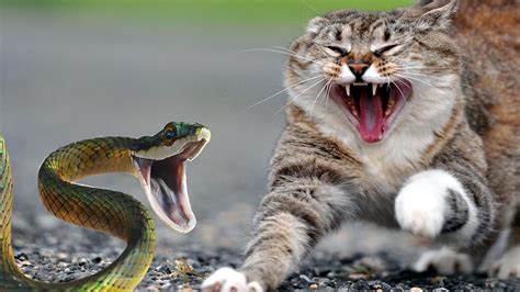 Ad.admitad.com/g/vc8gfvwznj6c46c6dc3cc63bd1bcf8/ new videos coming right up: Brave Cats Fight Snakes - YouTube