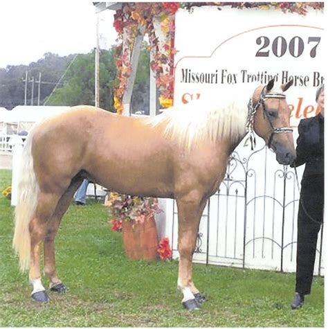 All About Horses Information On The Missouri Fox Trotter Horse