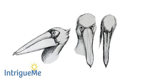 How To Draw Bird Beaks Pelican Beaks Easy Drawing Tutorial Youtube