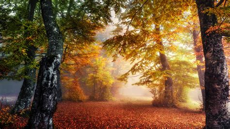 Forest With Fog During Fall 4k 5k Hd Nature Wallpapers Hd Wallpapers