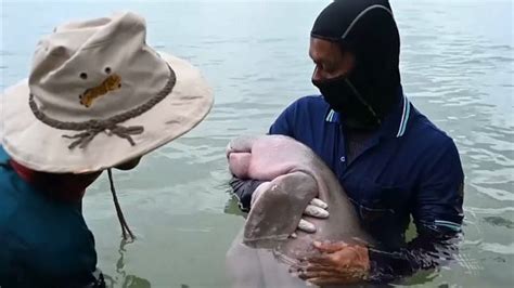 Popular Baby Dugong Dies In Thailand After Ingesting Plastic Waste
