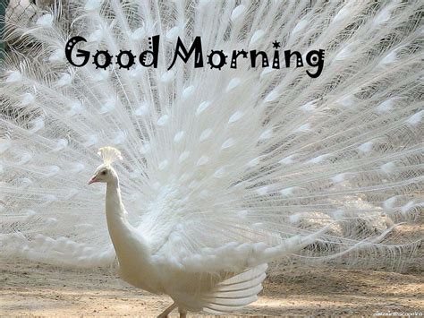 30 Good Morning Peacock Images And Wishes Good Morning Wishes Images And Greetings