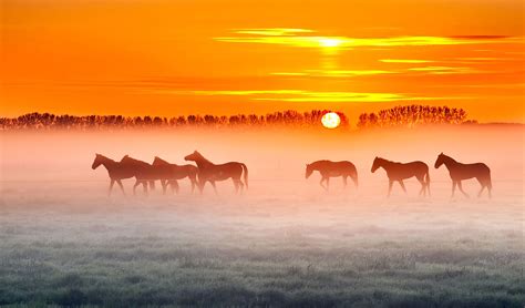 Horses In Sunset Wallpapers Wallpaper Cave