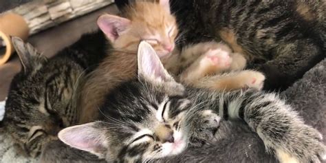 Old Feral Cat Becomes Grandpa To Foster Kittens Videos The Dodo