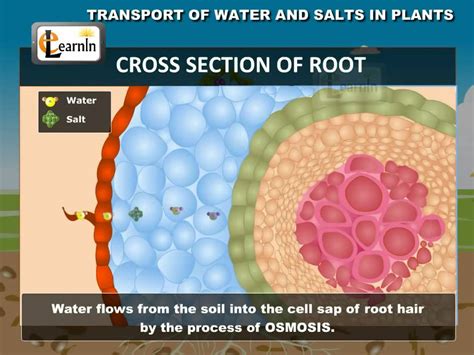 Transport Of Water And Salts In Plants Science Youtube