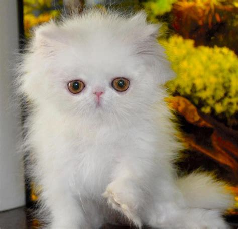 We now offer low cost 100% financing. Persian Cats For Sale | Sacramento, CA #139743 | Petzlover