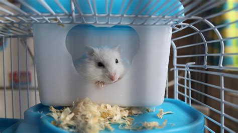 6 Facts You Must Know When You Take Hamster As Friendly Playful Pet