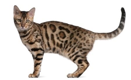 The honest bengal cat guide for humans: A Guide To Pedigree Cat Health | Argos Pet Insurance