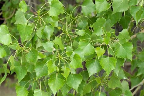 7 Types Of Cottonwood Trees