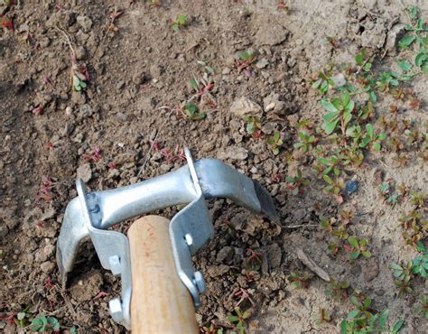 Several closely related webworm species have similar lifecycles and damage symptoms. How to Prepare Your Soil for New Healthy Sod | The Masters ...
