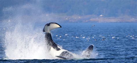 Best Whale Watching Locations In Washington State Island Adventures