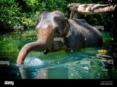 A Solitary Asian Elephant Elephas Maximus Enjoys Bathing In A Jungle River In Thailand Stock