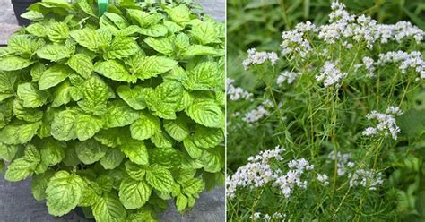 18 Best Types Of Mint Plants Different Varieties Of Mint • India