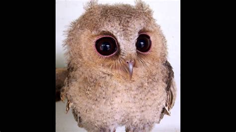 Cute Baby Owls Youtube