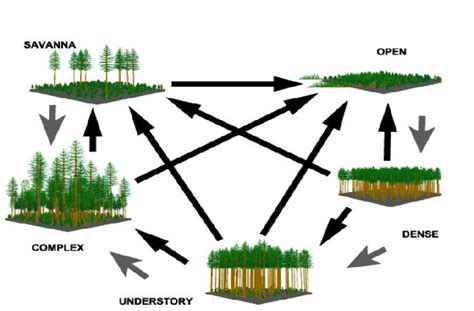 Natural Resources Forestry Forestry Management