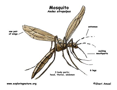 Educational infographic chart for kids, science or language learning. Mosquito