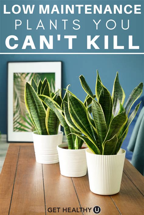 9 Low Maintenance Plants You Cant Kill Get Healthy U In 2020 Low