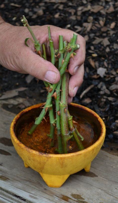 Cut the top of your rootstock, and place the. Dip the rose cuttings in a rooting compound. | Growing ...