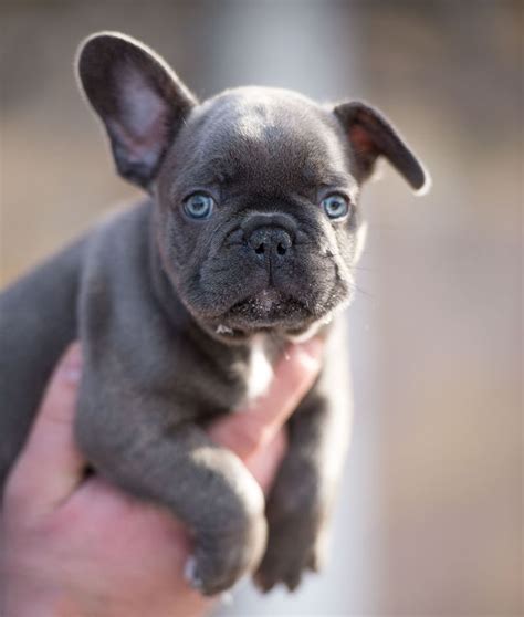 Health, temperament and socialization are our priority. Blue french bulldog pups for sale. Available to the very ...