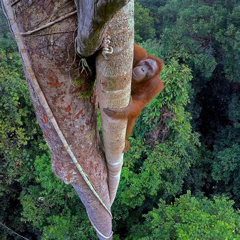 National Geographic Live Speaker Series Adventures Among Orangutans