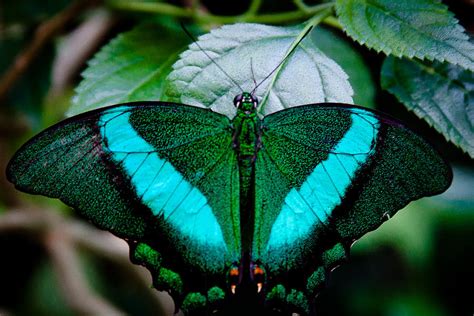 The Gorgeous Butterfly Photograph By David Patterson Fine Art America