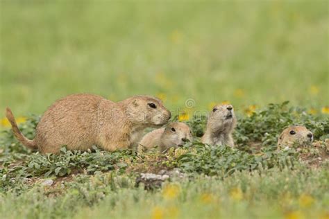 Prairie Dog Stock Photo Image Of Nature Rodent Colony 8489330