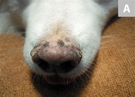 Nasal Dermatoses In Dogs