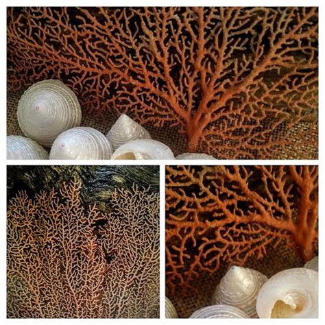 Natural Dried Sea Fan Coral 7 15 Natural Color Of Rust