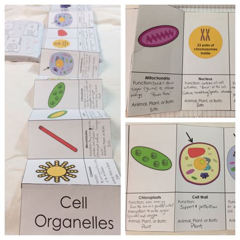 We did not find results for: plant and animal cell organelle fold out for science ...