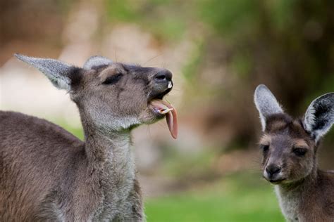 Kangaroo Tongue And Teeth Tom Flickr