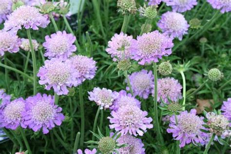 Pincushion Flower Scabiosa Columbaria Butterfly Blue From Growing Colors