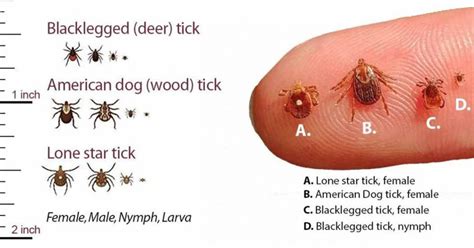 Surge Of Ticks Expected In The Northeast Mid Atlantic States Due To