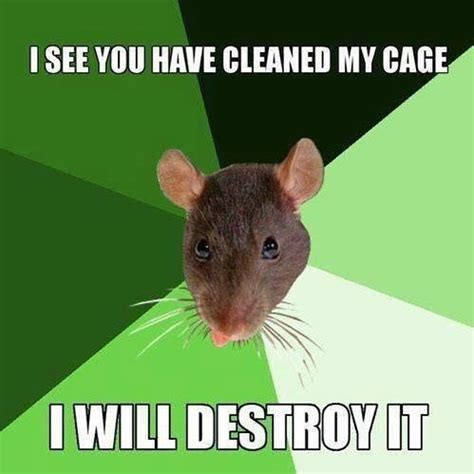 See a recent post on tumblr from @rkrayart about rat memes. iGotRats | Funny rats, Pet rats, Cute rats