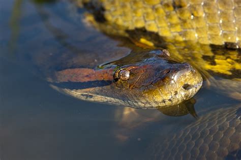 Anaconda Reptile Snake Free Photo On Pixabay