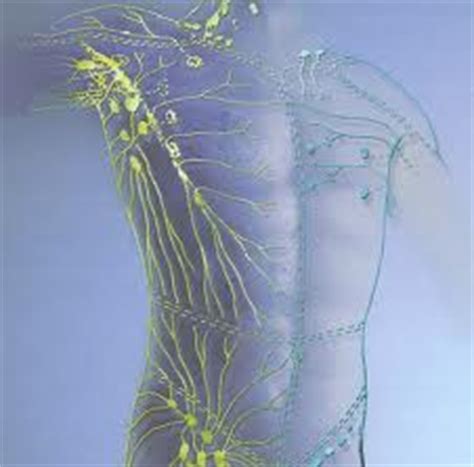 Continual training, certification and recertification in mld (manual lymph drainage) massage. Мануален лимфен дренаж | ЦПО Develop
