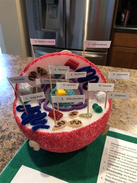 Rileys 7th Grade Animal Cell Project We Used A Styrofoam Ball For The