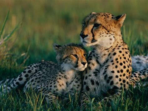 Baby Cheetah With Mom Baby Cheetah Animals Baby Cheetahs