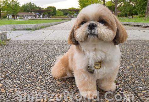 Guide To Top Shih Tzu Hair Cuts And Hair Styles Shih Tzu World