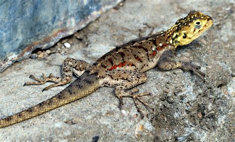These pest control experts provide pest management services for all kinds of harmful pests that cause damage to the health and infrastructure. Lizards - Yahoo Image Search Results | Get rid of lizards ...