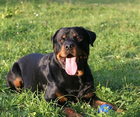 When Are Rottweilers Fully Grown The Rottweiler Expert Site