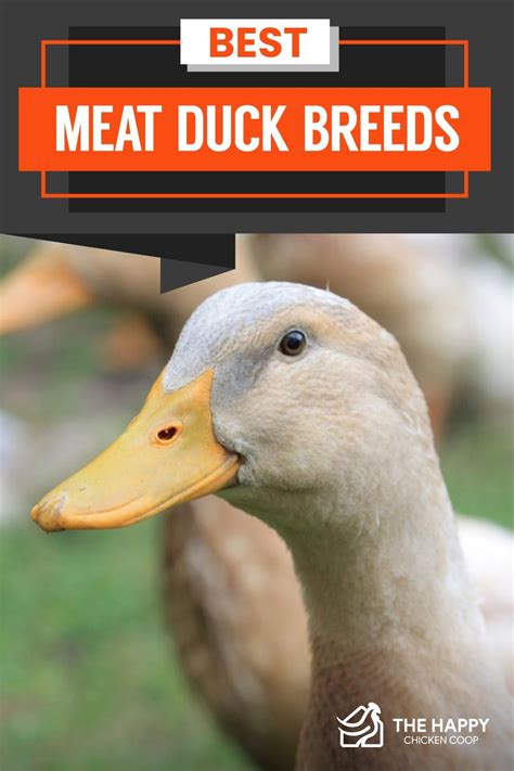 Best Meat Duck Breeds The Happy Chicken Coop