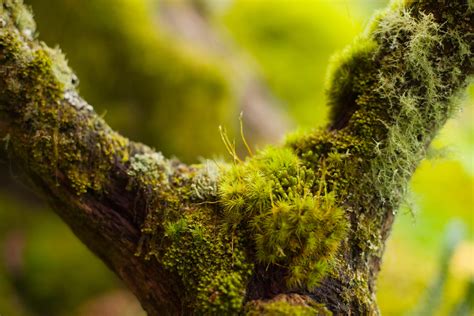 Moss The 350 Million Year Old Plants That Turn The Unsightly Into