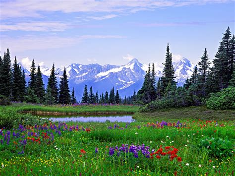 Alpine Wildflowers Rocky Mountains British Columbia Flowers Desktop